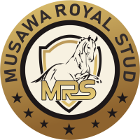 MUSAWA ROYAL STUD